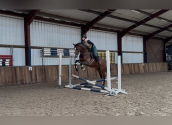 KWPN, Stute, 5 Jahre, 166 cm, Brauner