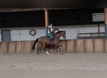KWPN, Stute, 5 Jahre, 166 cm, Brauner