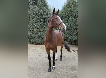 KWPN, Stute, 5 Jahre, 166 cm, Brauner
