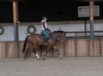 KWPN, Stute, 5 Jahre, 166 cm, Brauner