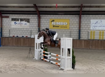 KWPN, Stute, 5 Jahre, 166 cm, Brauner