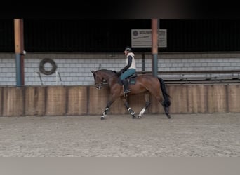 KWPN, Stute, 5 Jahre, 166 cm, Brauner