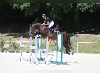 KWPN, Stute, 5 Jahre, 166 cm, Dunkelbrauner