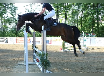 KWPN, Stute, 5 Jahre, 166 cm, Dunkelbrauner