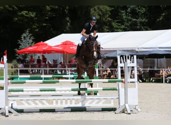 KWPN, Stute, 5 Jahre, 166 cm, Dunkelbrauner