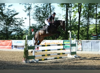 KWPN, Stute, 5 Jahre, 166 cm, Dunkelbrauner