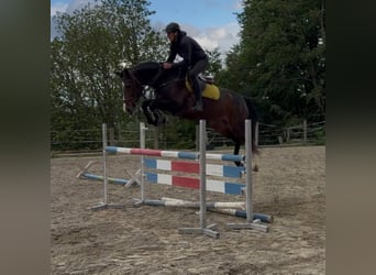 KWPN, Stute, 5 Jahre, 166 cm, Dunkelbrauner