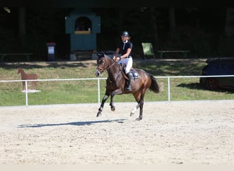 KWPN, Stute, 5 Jahre, 166 cm, Dunkelbrauner