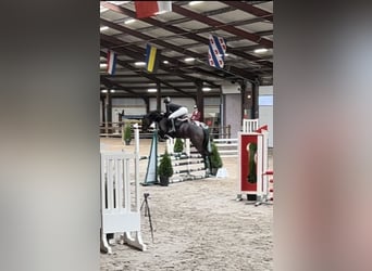 KWPN, Stute, 5 Jahre, 166 cm, Dunkelbrauner