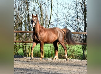 KWPN, Stute, 5 Jahre, 166 cm, Fuchs