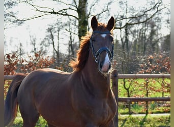 KWPN, Stute, 5 Jahre, 166 cm, Fuchs