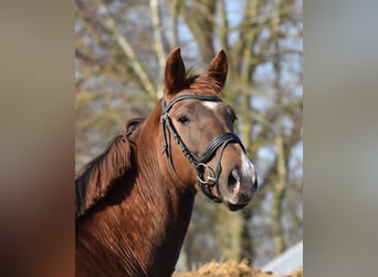 KWPN, Stute, 5 Jahre, 166 cm, Fuchs