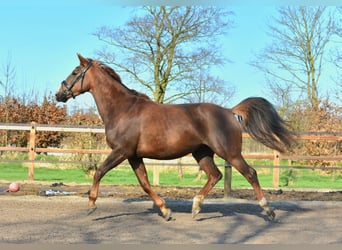 KWPN, Stute, 5 Jahre, 166 cm, Fuchs