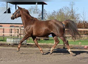 KWPN, Stute, 5 Jahre, 166 cm, Fuchs