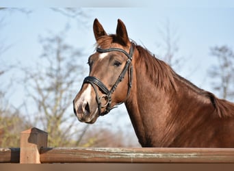 KWPN, Stute, 5 Jahre, 166 cm, Fuchs