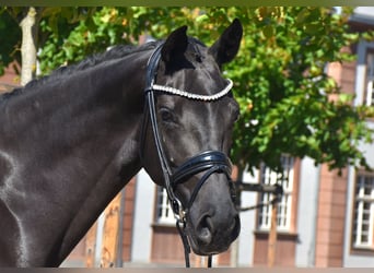 KWPN, Stute, 5 Jahre, 166 cm, Rappe