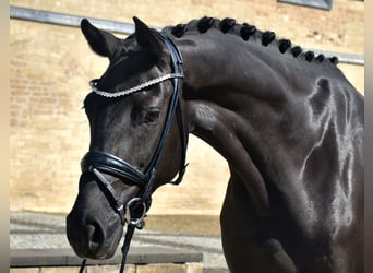 KWPN, Stute, 5 Jahre, 166 cm, Rappe