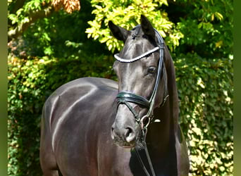 KWPN, Stute, 5 Jahre, 166 cm, Rappe
