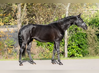 KWPN, Stute, 5 Jahre, 166 cm, Rappe