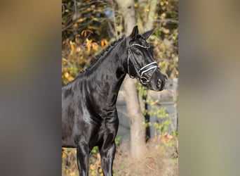 KWPN, Stute, 5 Jahre, 166 cm, Rappe