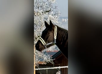 KWPN, Stute, 5 Jahre, 166 cm, Rappe