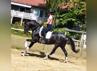 KWPN, Stute, 5 Jahre, 166 cm, Rappe