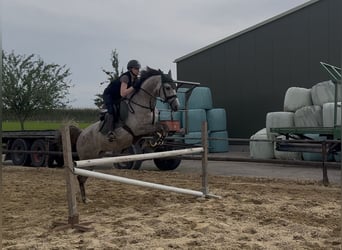 KWPN, Stute, 5 Jahre, 166 cm, Schimmel