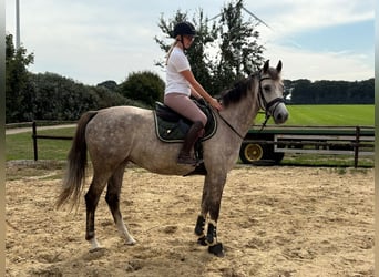 KWPN, Stute, 5 Jahre, 166 cm, Schimmel
