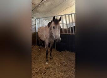 KWPN, Stute, 5 Jahre, 166 cm, Schimmel
