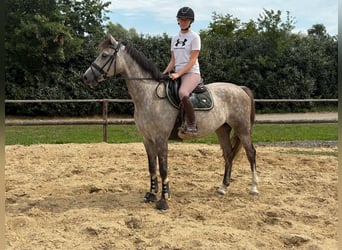 KWPN, Stute, 5 Jahre, 166 cm, Schimmel