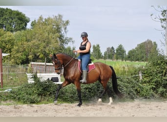 KWPN, Stute, 5 Jahre, 167 cm, Brauner