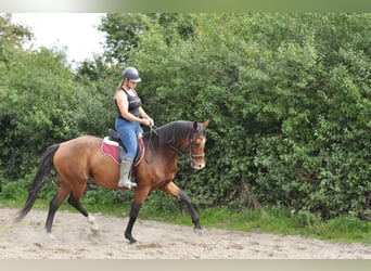 KWPN, Stute, 5 Jahre, 167 cm, Brauner