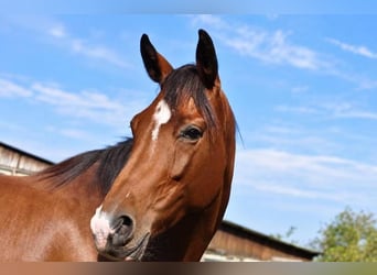 KWPN, Stute, 5 Jahre, 167 cm, Brauner