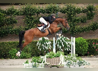 KWPN, Stute, 5 Jahre, 167 cm, Brauner
