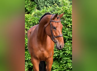 KWPN, Stute, 5 Jahre, 167 cm, Brauner