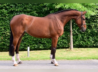 KWPN, Stute, 5 Jahre, 167 cm, Brauner