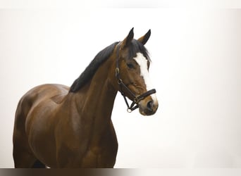 KWPN, Stute, 5 Jahre, 167 cm, Brauner