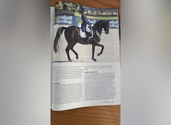 KWPN, Stute, 5 Jahre, 167 cm, Brauner