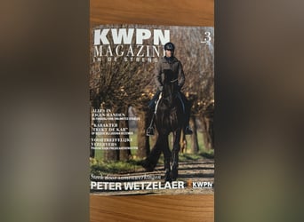KWPN, Stute, 5 Jahre, 167 cm, Brauner