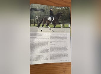 KWPN, Stute, 5 Jahre, 167 cm, Brauner