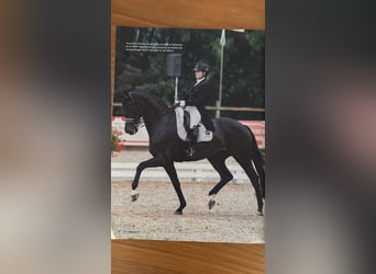 KWPN, Stute, 5 Jahre, 167 cm, Brauner