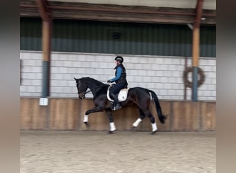 KWPN, Stute, 5 Jahre, 167 cm, Dunkelbrauner