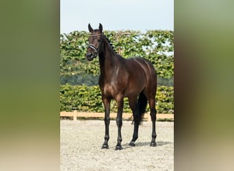 KWPN, Stute, 5 Jahre, 167 cm, Dunkelbrauner