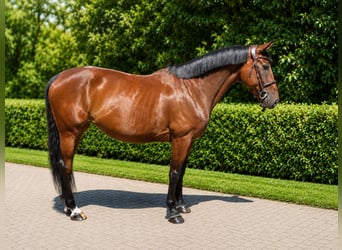 KWPN, Stute, 5 Jahre, 167 cm, Dunkelbrauner
