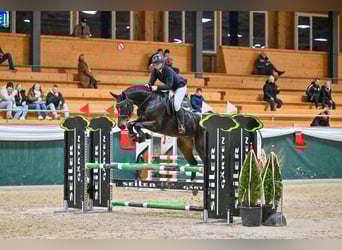 KWPN, Stute, 5 Jahre, 167 cm, Dunkelbrauner