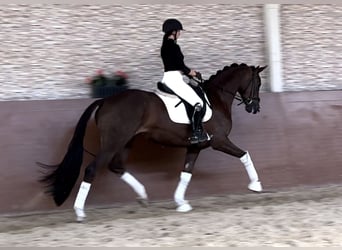 KWPN, Stute, 5 Jahre, 167 cm, Dunkelfuchs