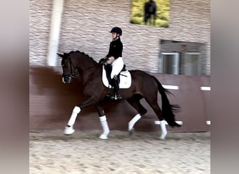 KWPN, Stute, 5 Jahre, 167 cm, Dunkelfuchs