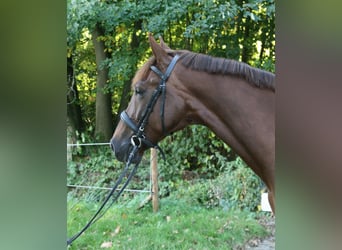 KWPN, Stute, 5 Jahre, 167 cm, Fuchs