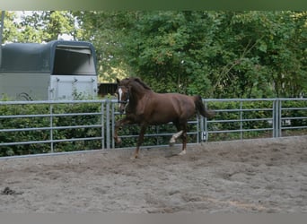 KWPN, Stute, 5 Jahre, 167 cm, Fuchs