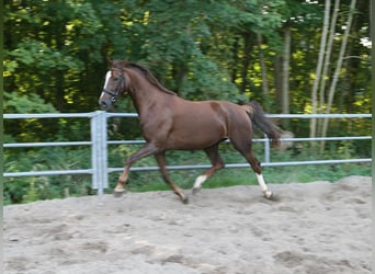 KWPN, Stute, 5 Jahre, 167 cm, Fuchs